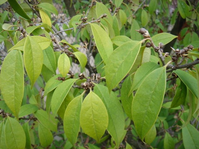 Sycopsis sinensis